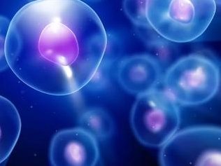 移植后吃榴莲有什么好处